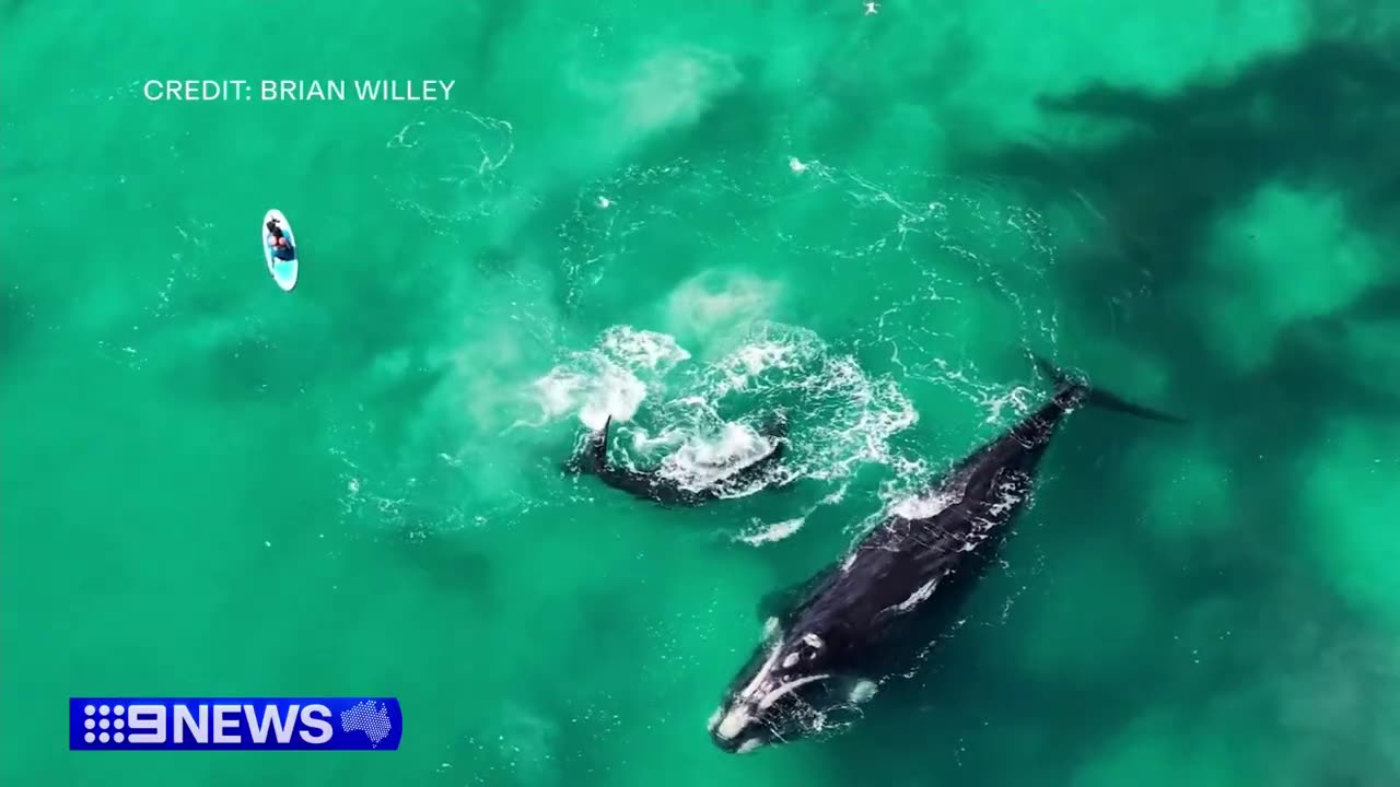 Incredible close encounter on woman's morning paddle - 9 News Australia