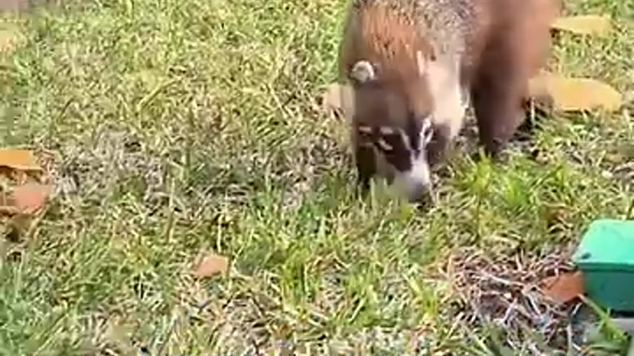 Exotic Animals That You Can Legally Own