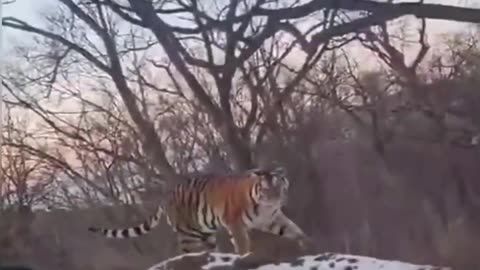 Ukraine war related/combat footage 12/10/2025