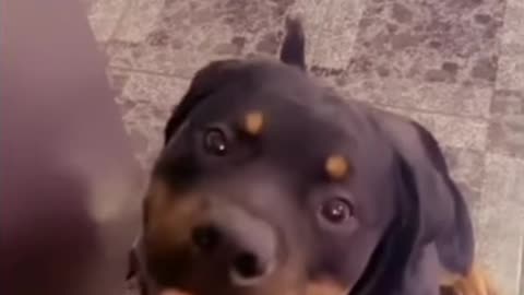 “Try Not To Laugh Challenge 🤣 Funny Dogs Compilation”
