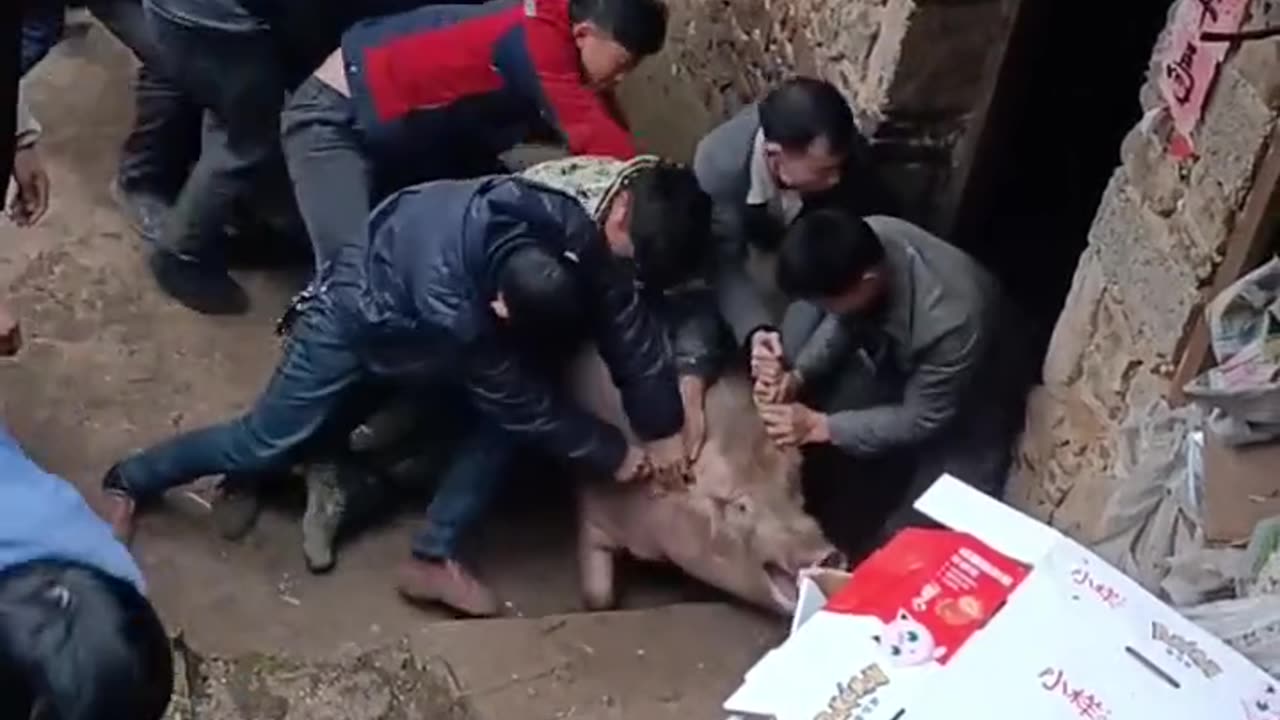 It Took Over a Dozen People to Catch One Pig! 🐖👮‍♂️🏃‍♂️🤣