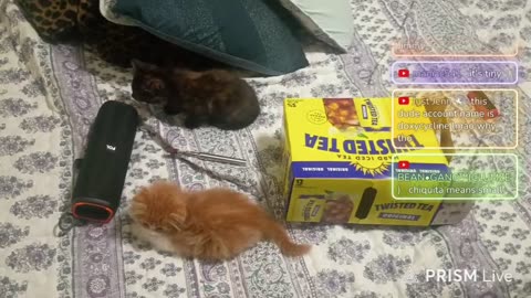 11/05/25 Q45 VOD: " help me name my kitten"