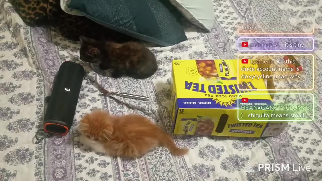 11/05/25 Q45 VOD: " help me name my kitten"