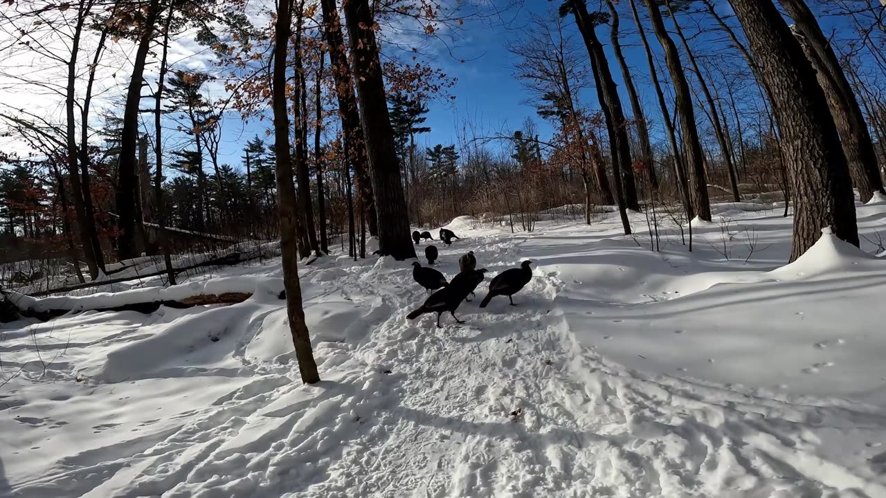 ❄️🎄2026☃️🌳☀️ Partnership With The City Of Ottawa & NCC For Volunteering My Time Out Of Passion 💚❄️