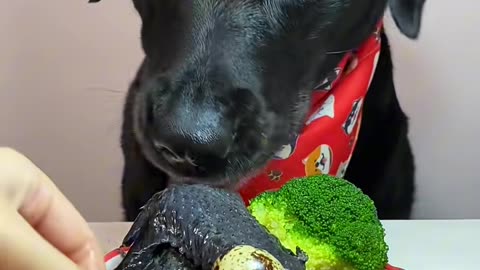 Funniest Animal Moments That Will Make You Laugh