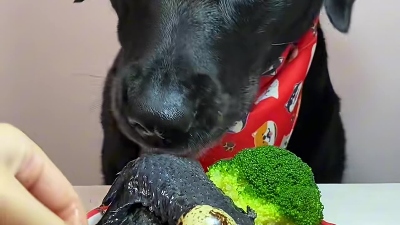 Funniest Animal Moments That Will Make You Laugh