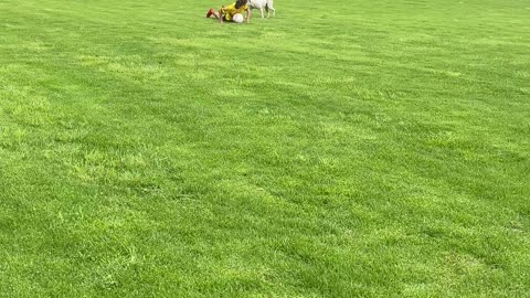 Feint at a Dog and Expect Revenge