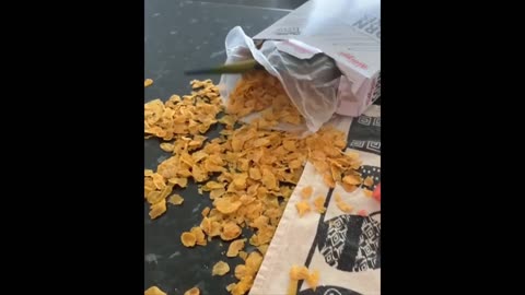 Funny Animals- - Best Of The 2020 Funny Animal Videos