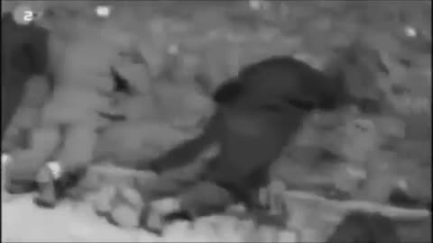 Danzig Massacres: Why Germany attacked Poland (to rescue the German people)
