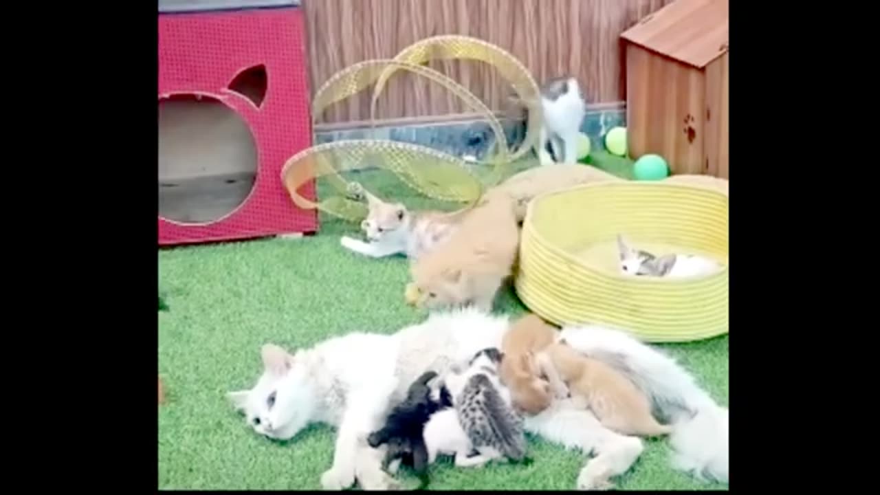 Funny animals 😂😂😂