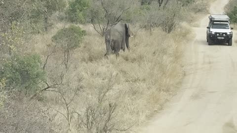 Lone Elephant on Matiulu Loop, Kruger National Park