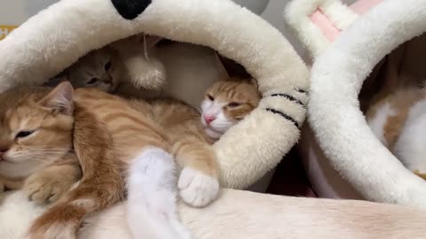 The hen was shocked! The mother rabbit abandoned the little rabbits and slept with the kittens.