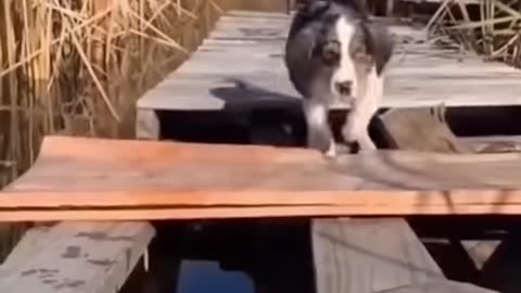 Funny animals 2024