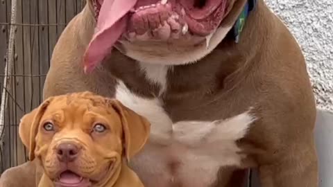 the begin dog