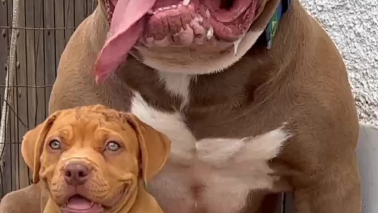 the begin dog