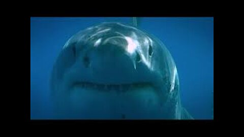 "Blue Water White Shark 🦈🌊 | Ocean’s Apex Predator in Action"