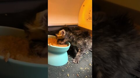 The kitten ran by the road and the girl saved him