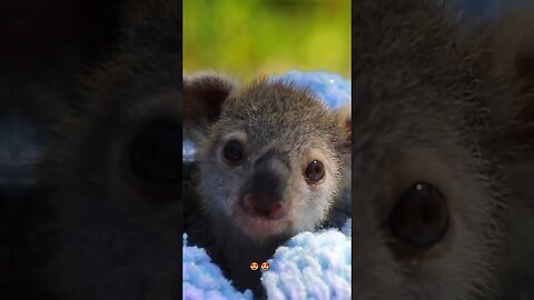 The dogs found a little koala in the woods and the girl took her in