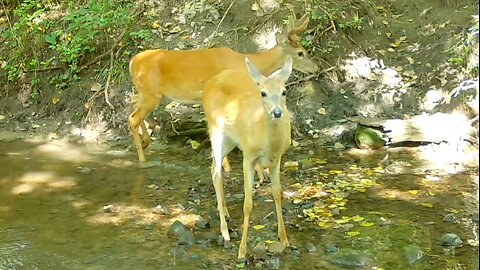 Doe Walks Away from a Buck