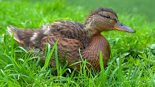 Just the 2 Mallard Duck Ducklings