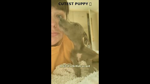 📹 Best gift 🎁 #dog #dogs #dogshorts #doglove #foryou #fyp #puppy #newtrend