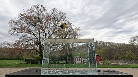 Slow Motion Minion Toy Drop / Splash