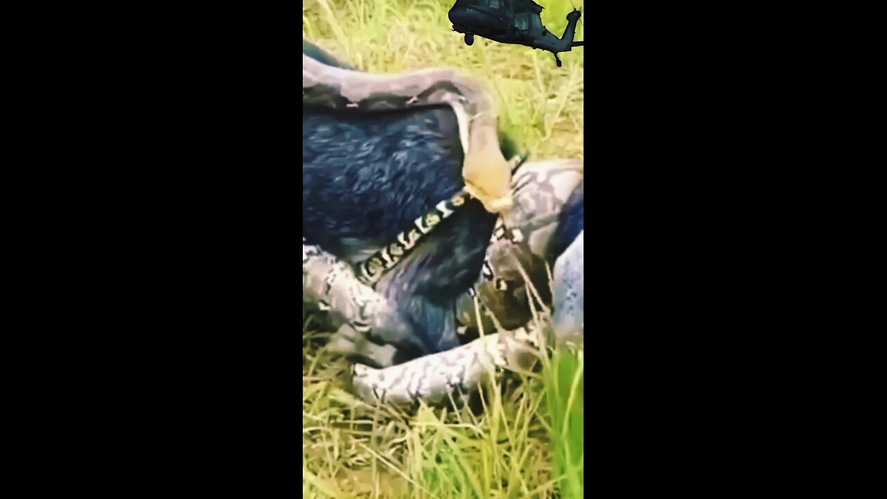 SNAKE STRIKES Goat's Desperate Fight SNAKE STRIKES Goat's Desperate Fightfor Survival!