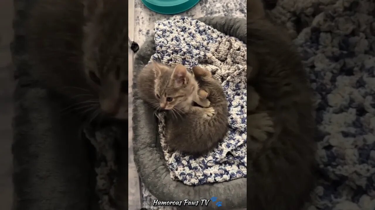 Funny animals 2024😂- Funniest Cats and Dogs Video😹🐶