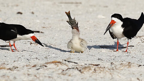 Ain't No Way! Black Skimmer Chick Struggles with a GIANT Fish