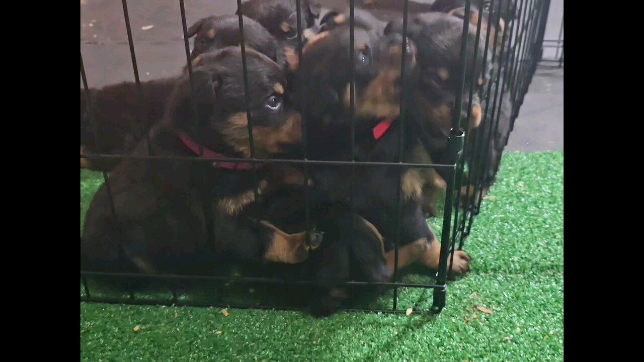 Puppies Update.Thank You For Watching.