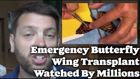 Emergency Butterfly Wing Transplant Watched By Millions Online