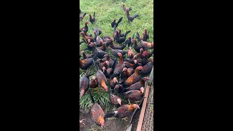 gallos