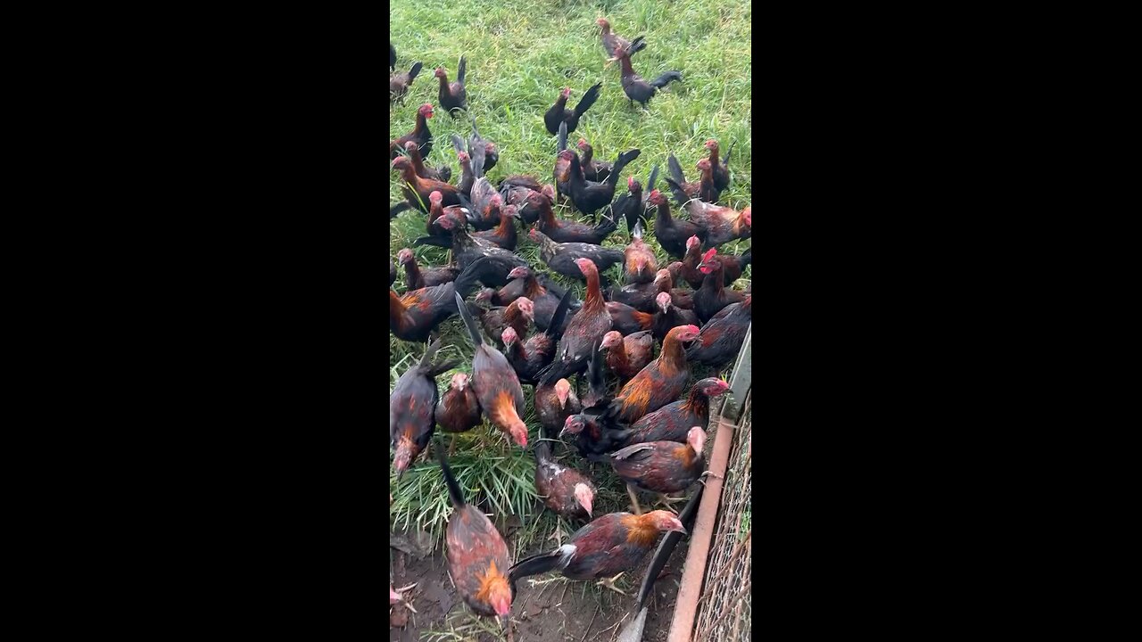 gallos