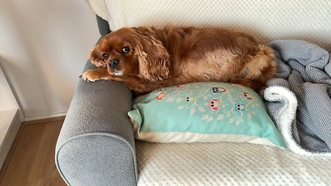 Relaxing ❤️🐕😍❤️🙏🏻