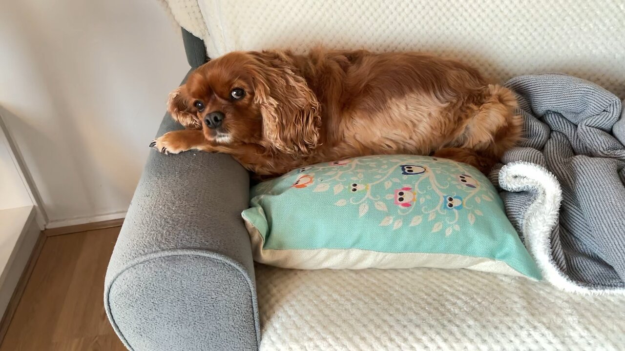 Relaxing ❤️🐕😍❤️🙏🏻