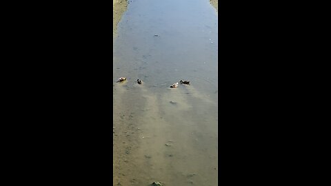 Mallard Ducks 🦆 #mallardducks #shorts #viral #trending #ducks #duck #followme