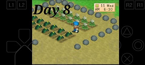 potato seeds are harvested first