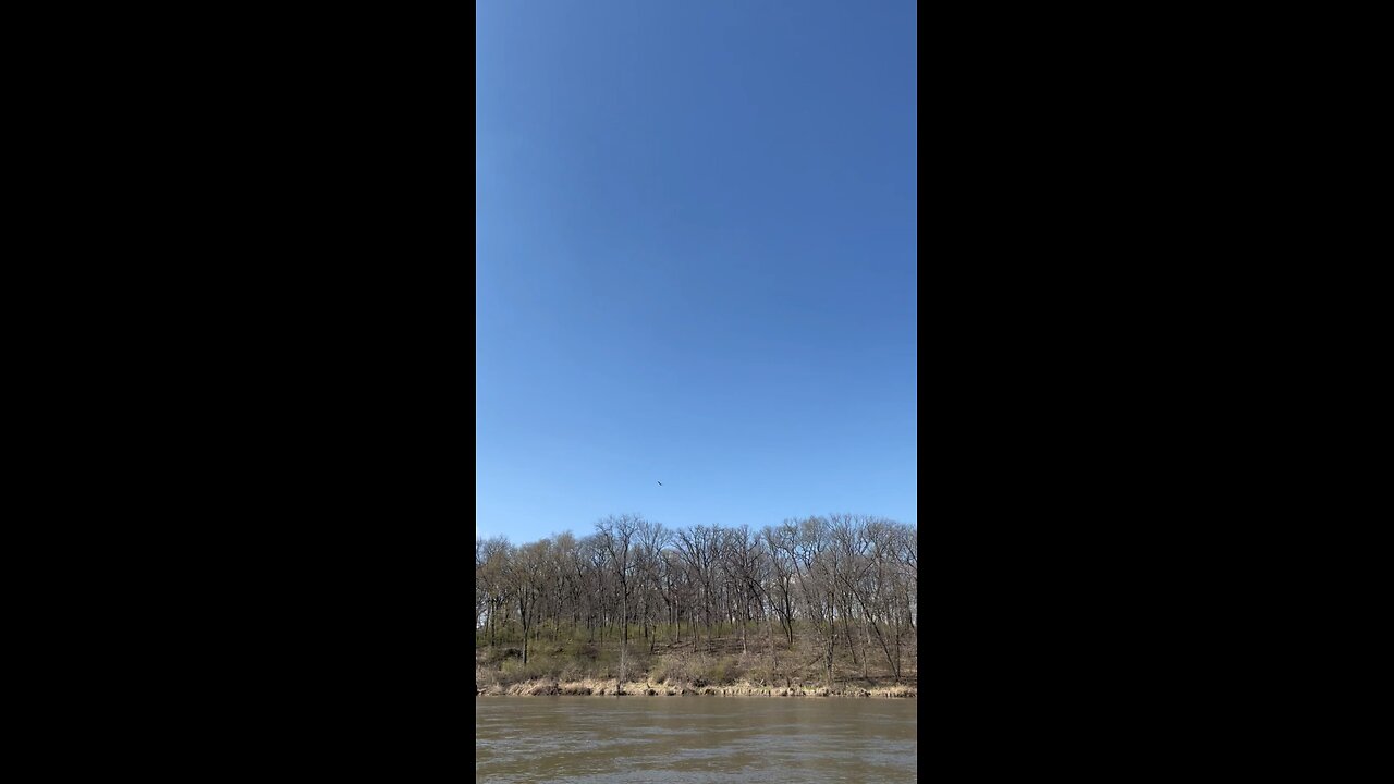 Bald Eagle Flying Over River!