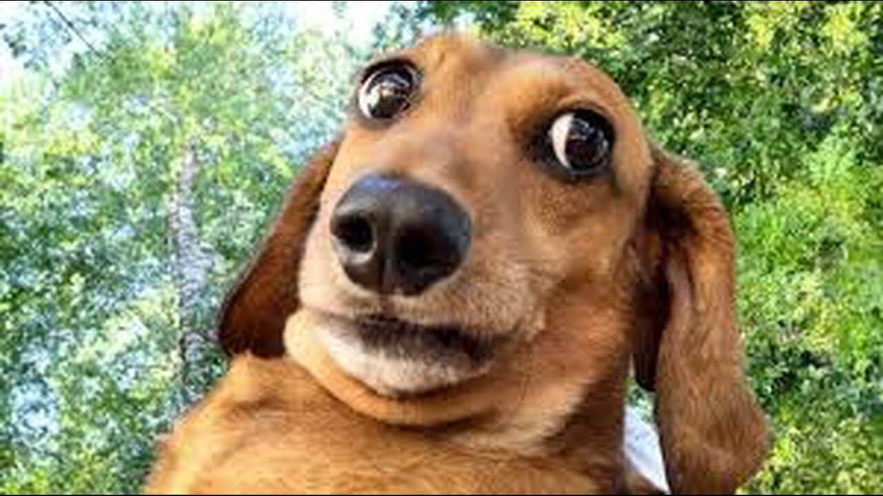 Funny Animal Videos Part ∞