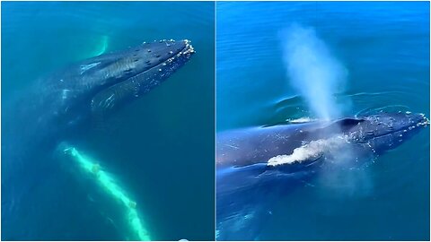 Unbelievable! A Whale Came This Close to Our Boat! #Nature #Rumbletranding