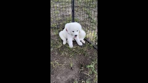 We have the world’s cutest little Great Pyrenees puppies at the farm and at our events.