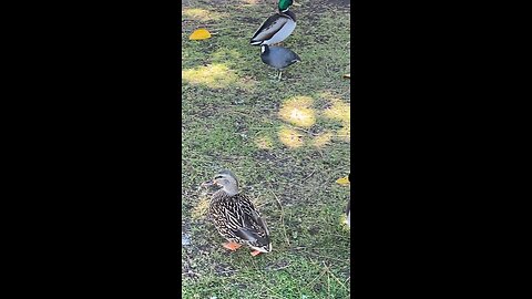 Mallard Ducks 🦆 & Coot #mallardducks #coot #duck #mallardduck #followme #shorts #trending #viral