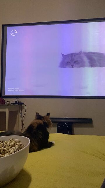 My cat didn’t realize it was just a video 😹