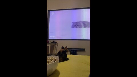 My cat didn’t realize it was just a video 😹
