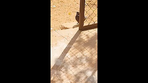 I will protect you, like my own children🐈😍🪺🕊️
