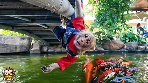 Monkey YiYi secretly goes swimming with the fish makes grandpa is worry