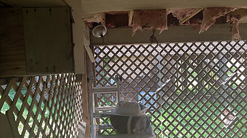 Bee Hive Captured Again