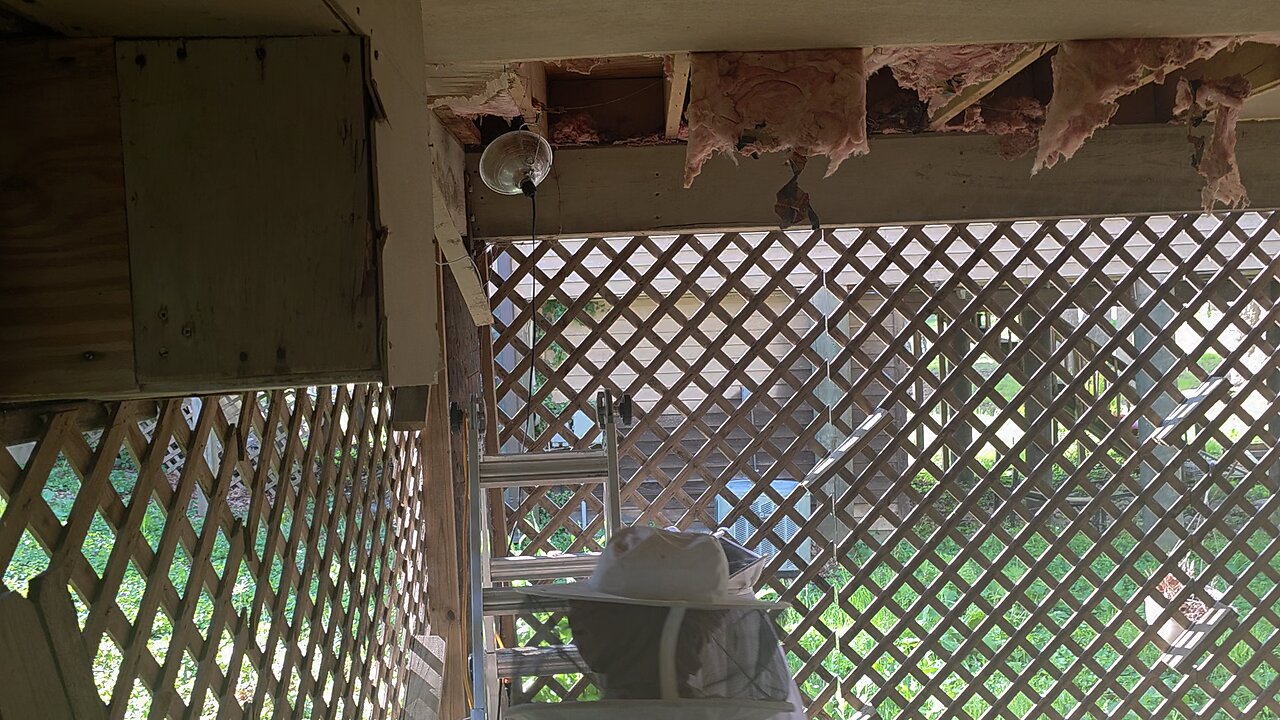 Bee Hive Captured Again