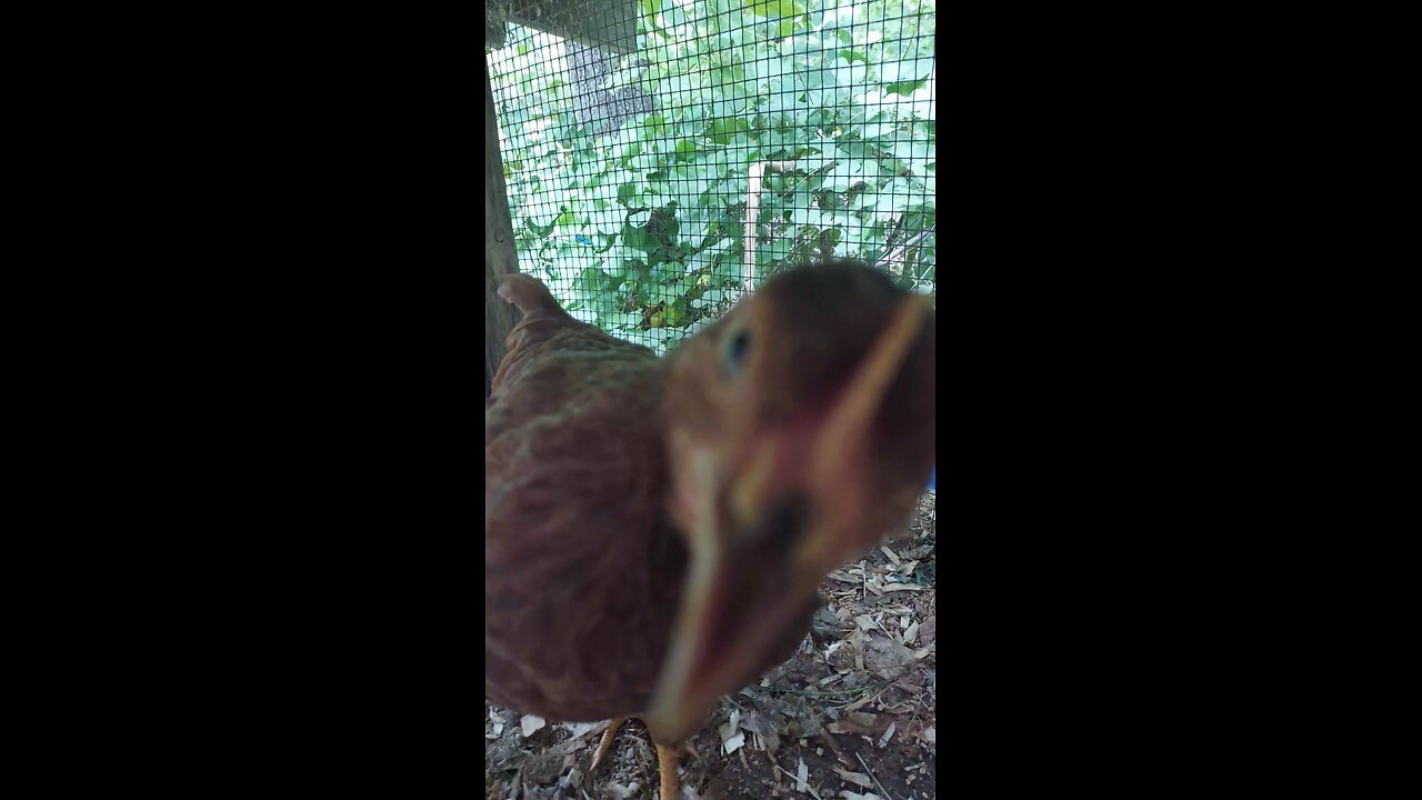 New members of the flock