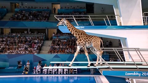 Which Animal Wins the Gold Medal_ _ Animal Olympics